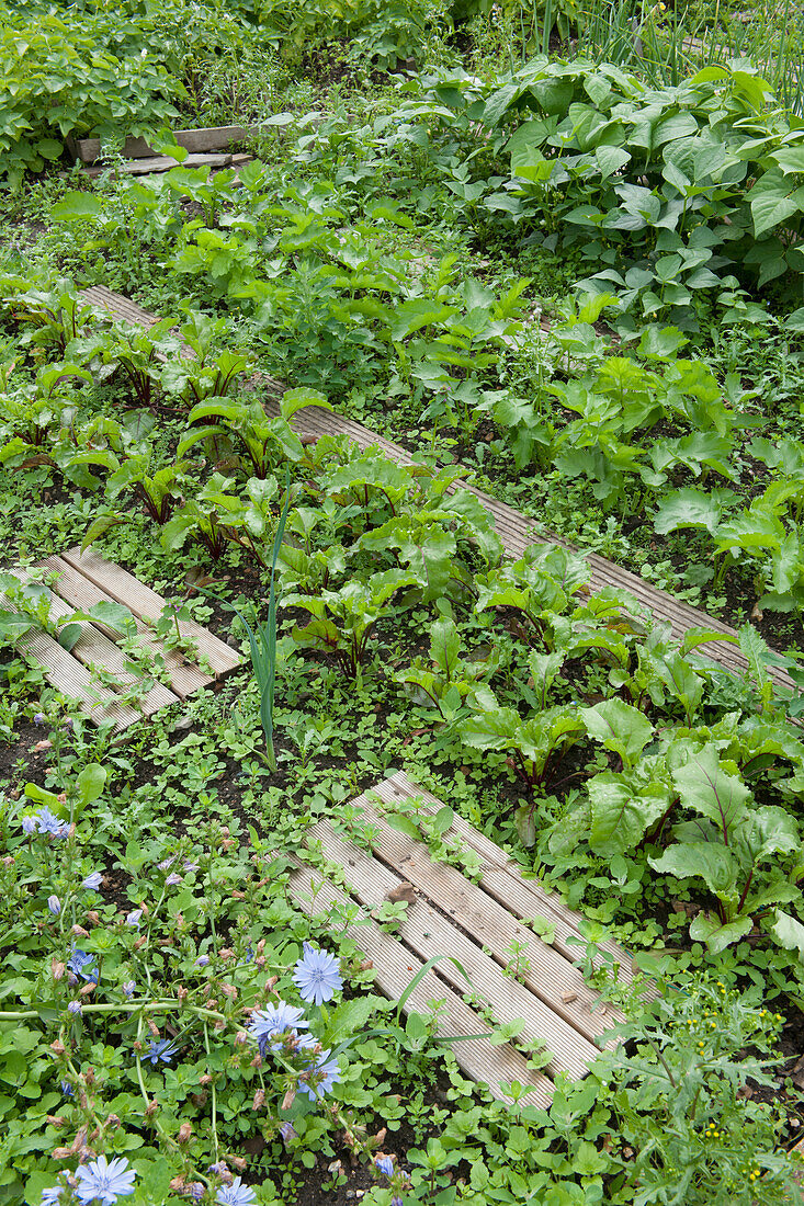 Rows of vegetables planted in allotment