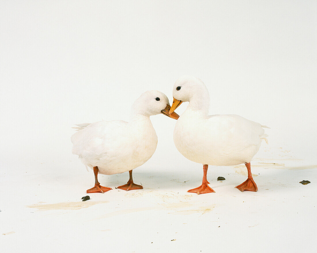 Two white ducks facing each other
