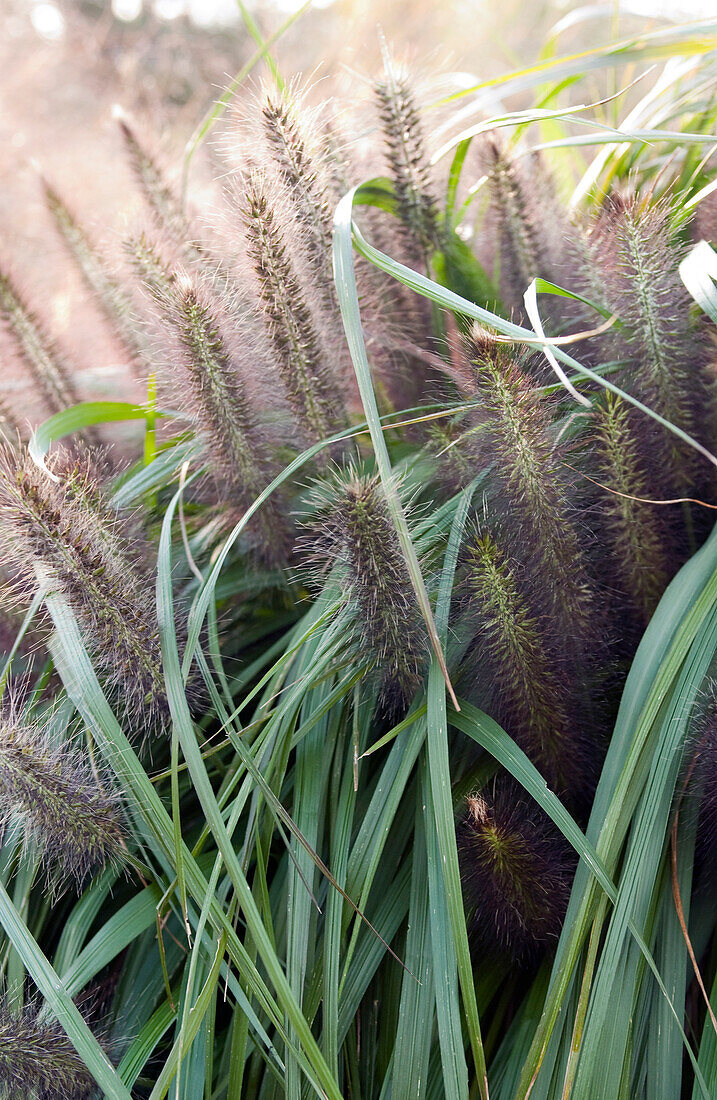 Dwarf fountain grass (Pennisetum alopecuroides moudry)