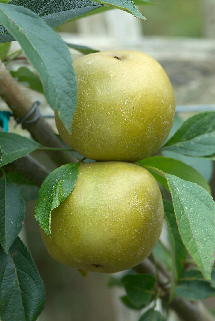 Ripe green apples on tree