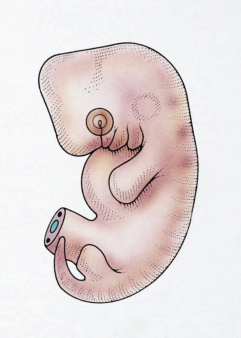 Human embryo at 5 weeks, illustration