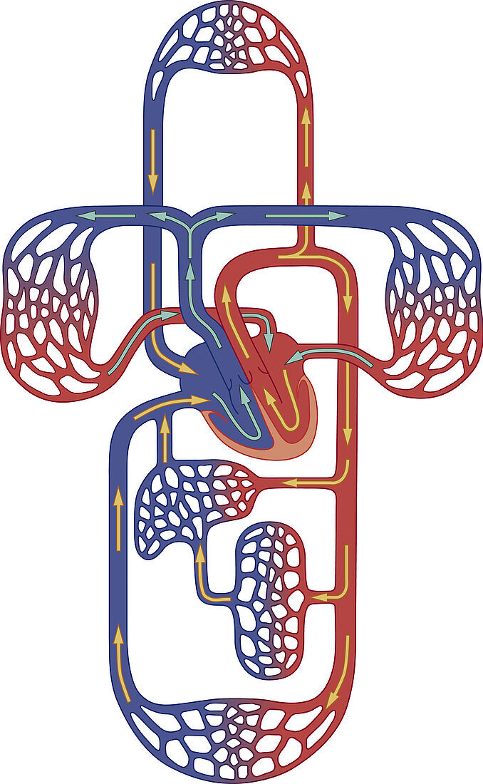 Pulmonary and systemic circulation, illustration