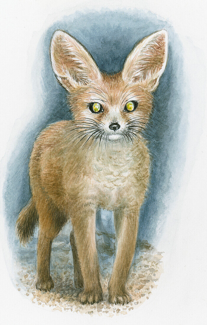 Fennec fox, illustration