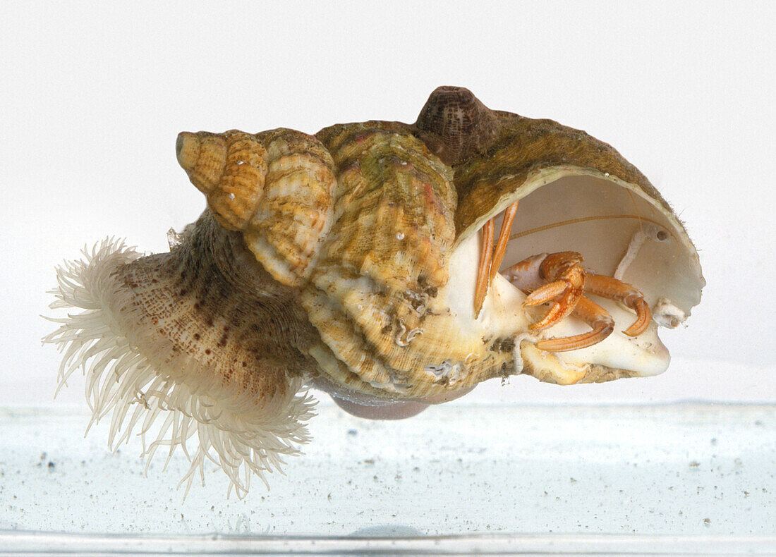 Hermit crab living in whelk shell