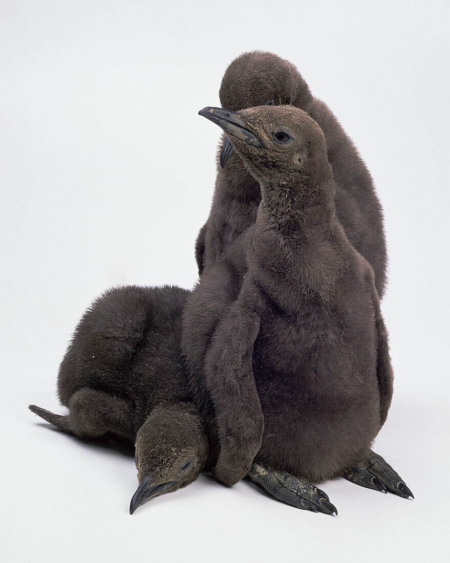 Three young brown penguins in a group