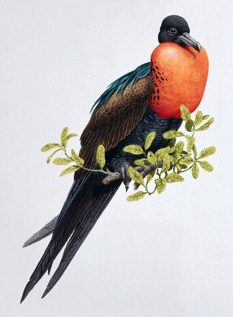 Great frigatebird, illustration