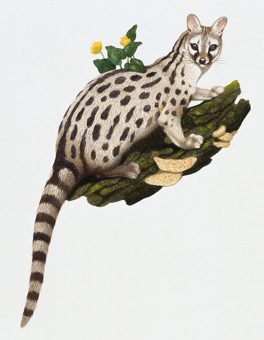 Small spotted genet, illustration
