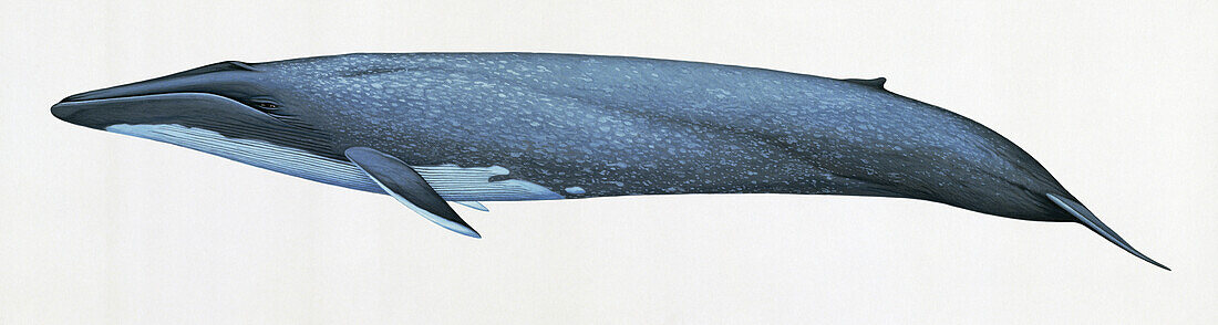 Blue whale, illustration