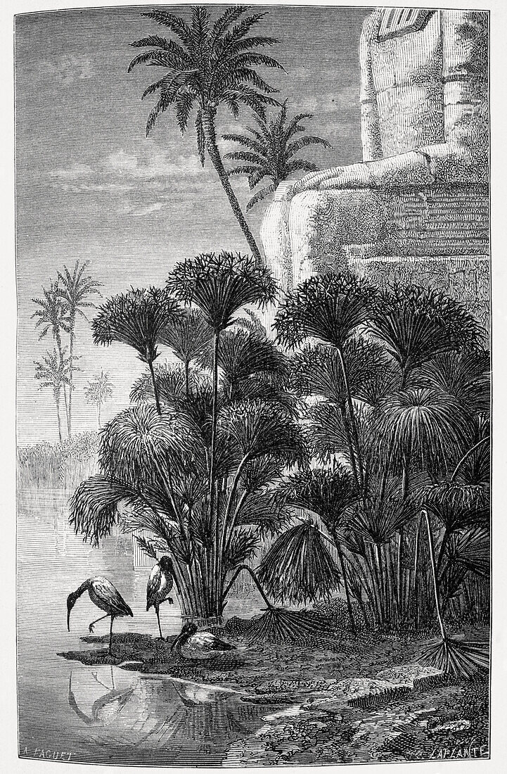 Papyrus growing by the Nile, 19th century illustration
