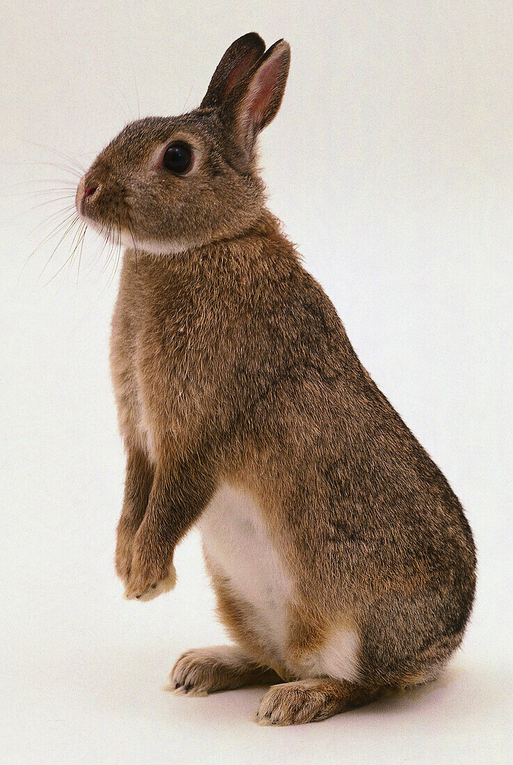 Rabbit perched on its hind legs