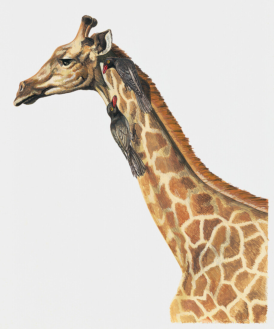 Red-billed oxpeckers and giraffe, illustration
