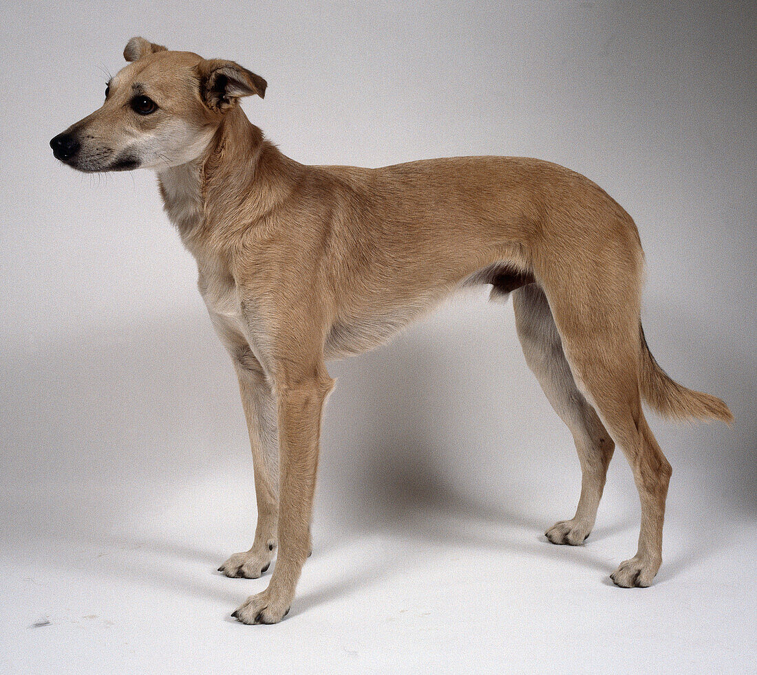 Short-haired lurcher dog