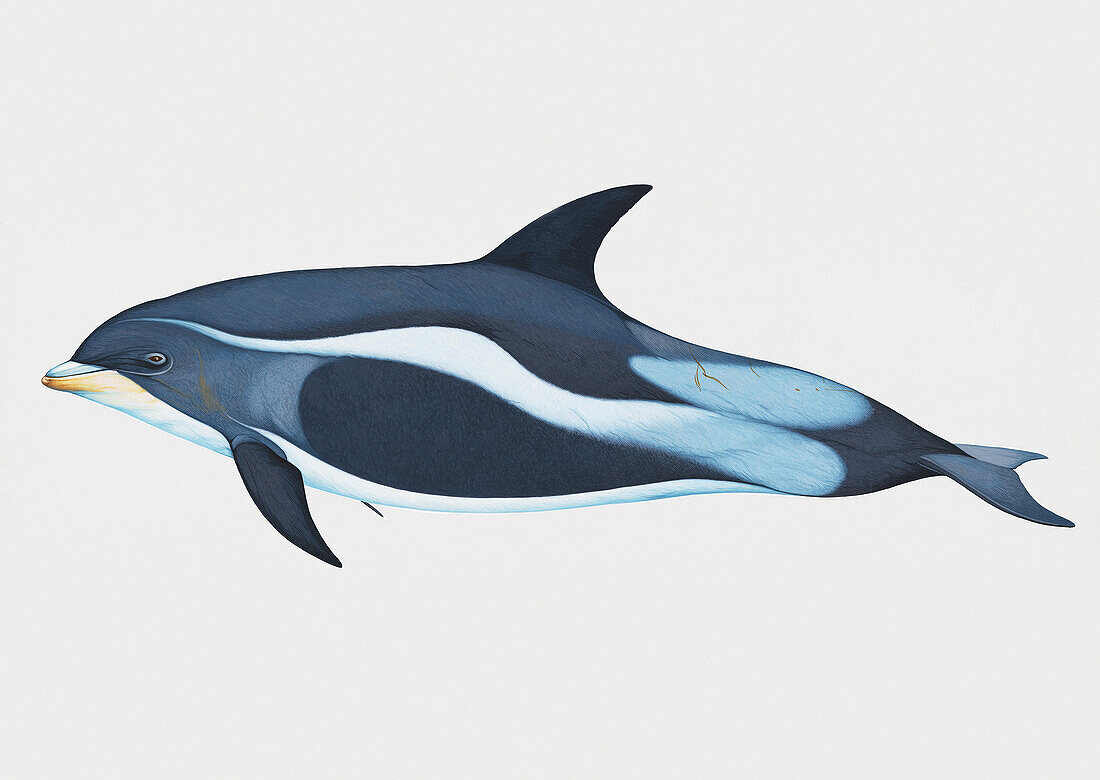 White-beaked dolphin, illustration