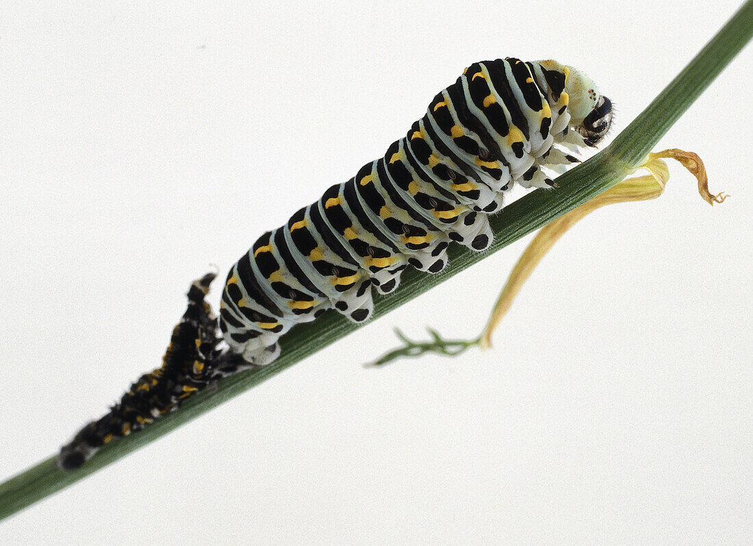Swallowtail caterpillar shedding skin on leaf