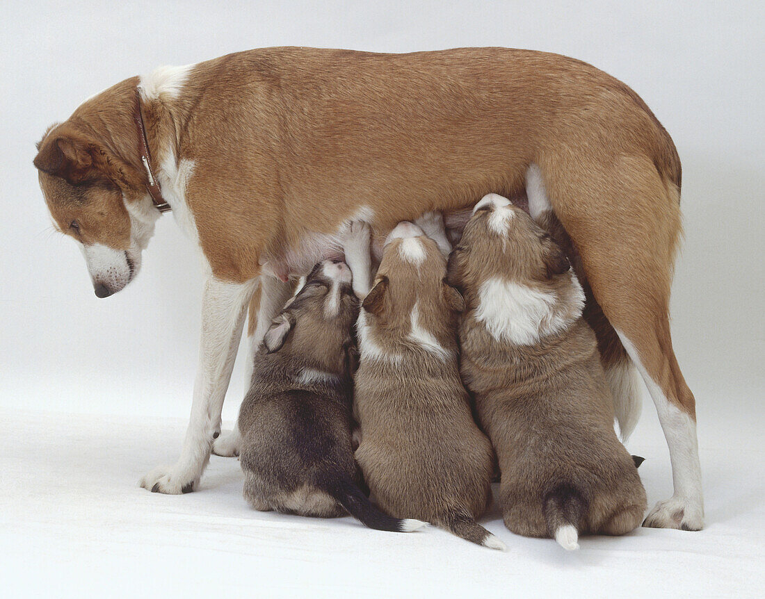 Three puppies suckling