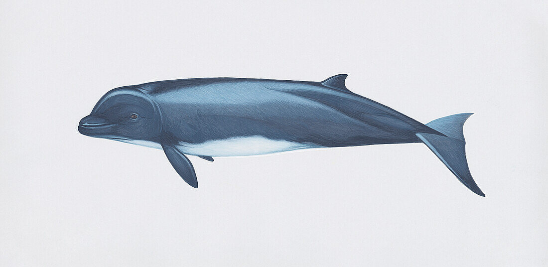 Juvenile northern bottlenose whale, illustration