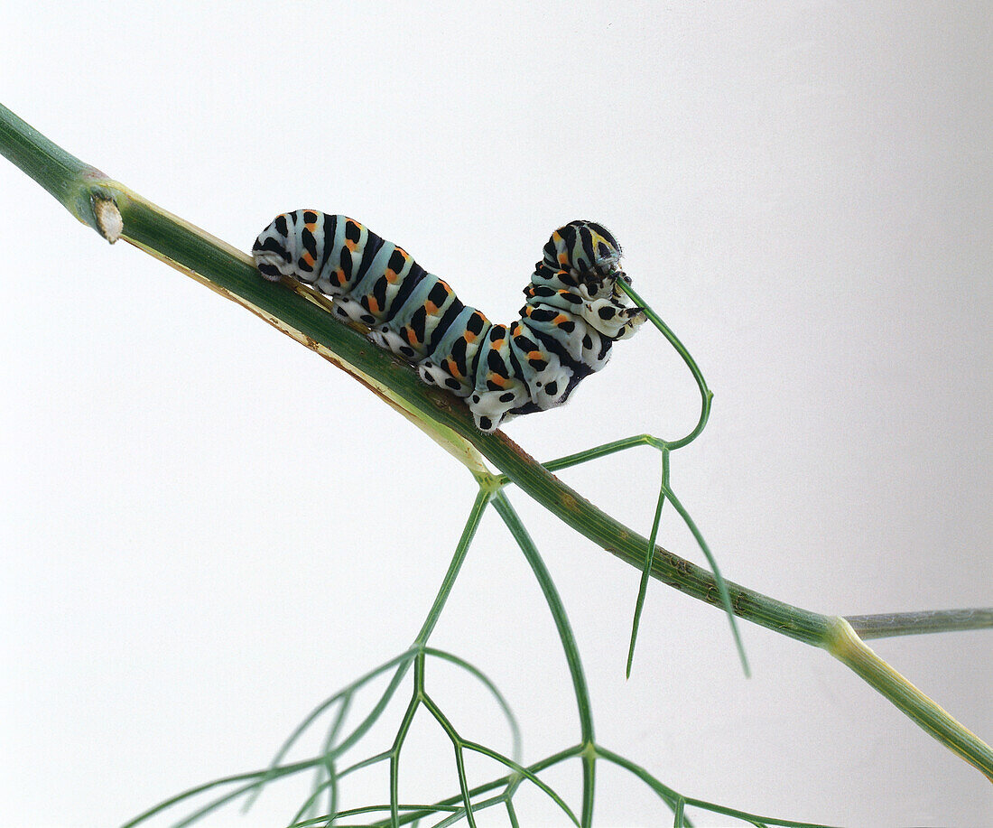 Swallowtail butterfly caterpillar