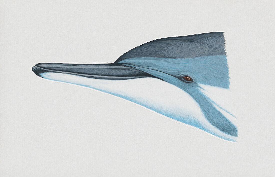 Head of long-snouted spinner dolphin, illustration