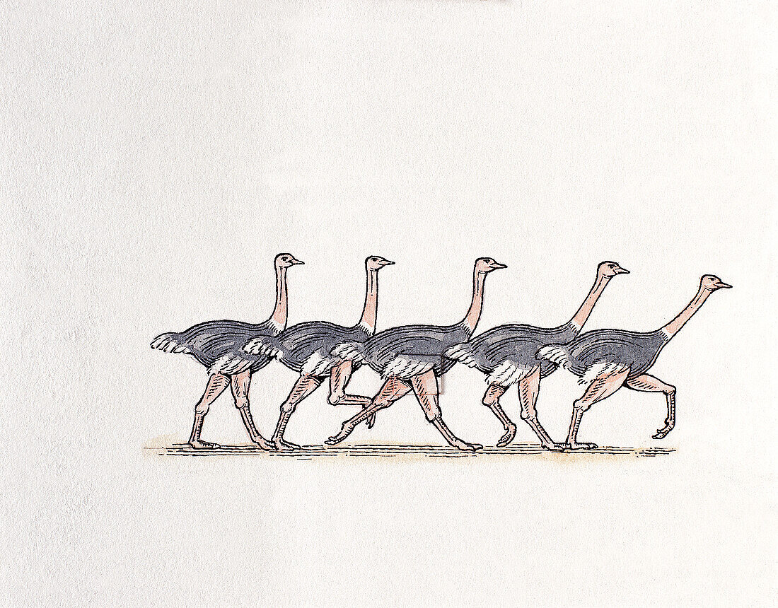 Ostrich accelerating from walk to run, illustration