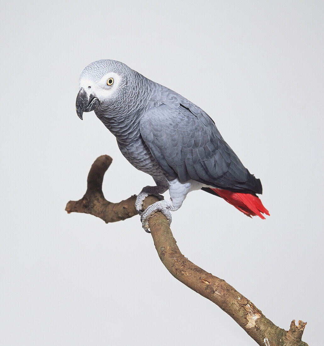 Short-tailed grey parrot