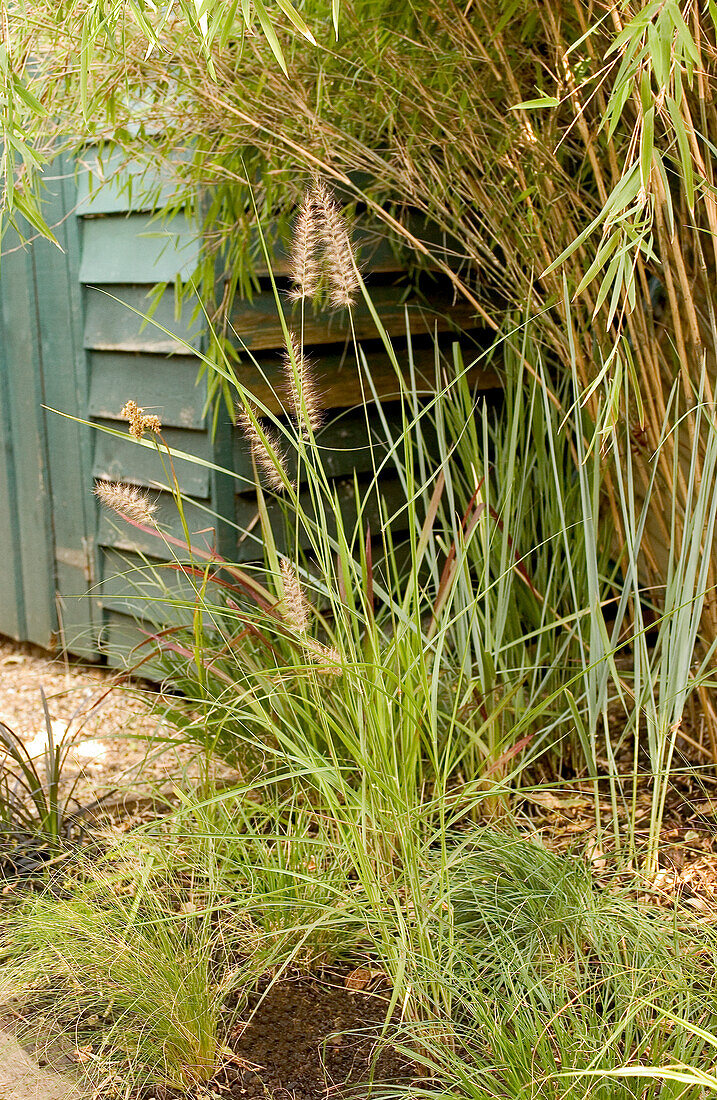 Grasses next to green garden shed