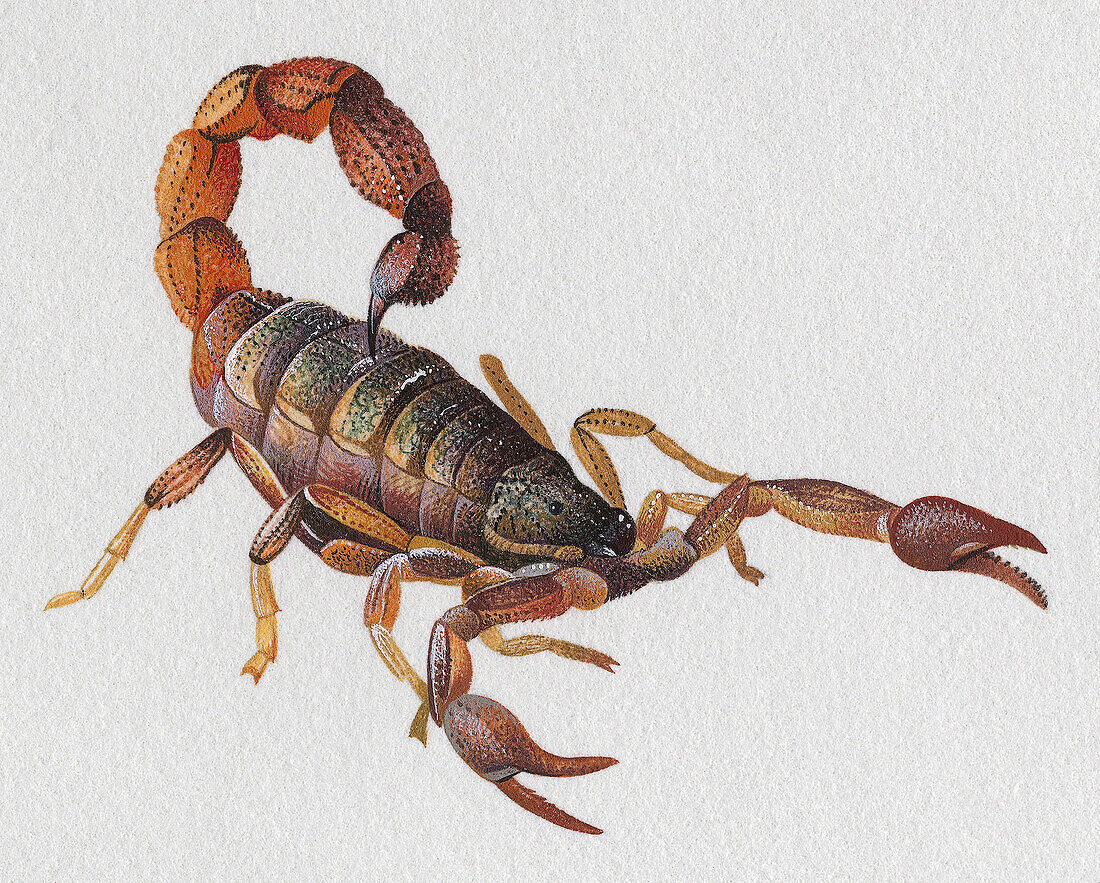 Desert scorpion.