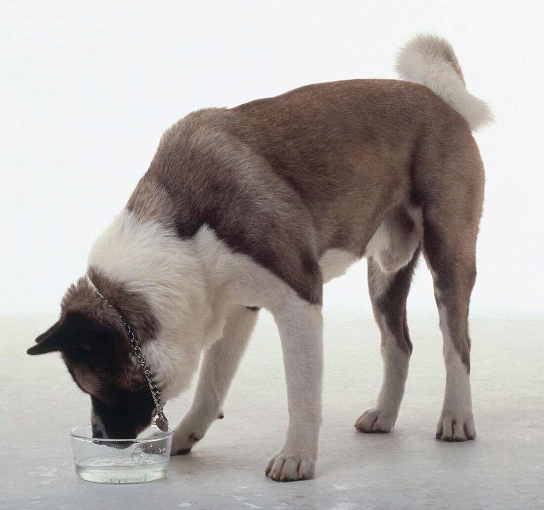 Dog drinking from a bowl