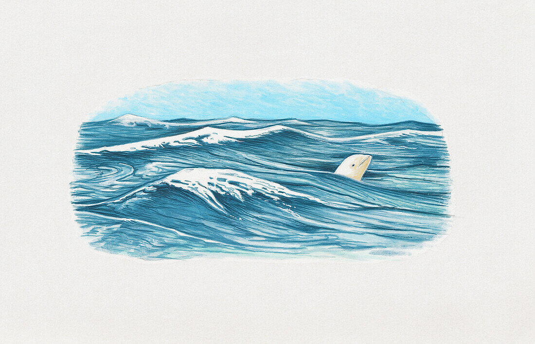 Beluga whale spyhopping, illustration