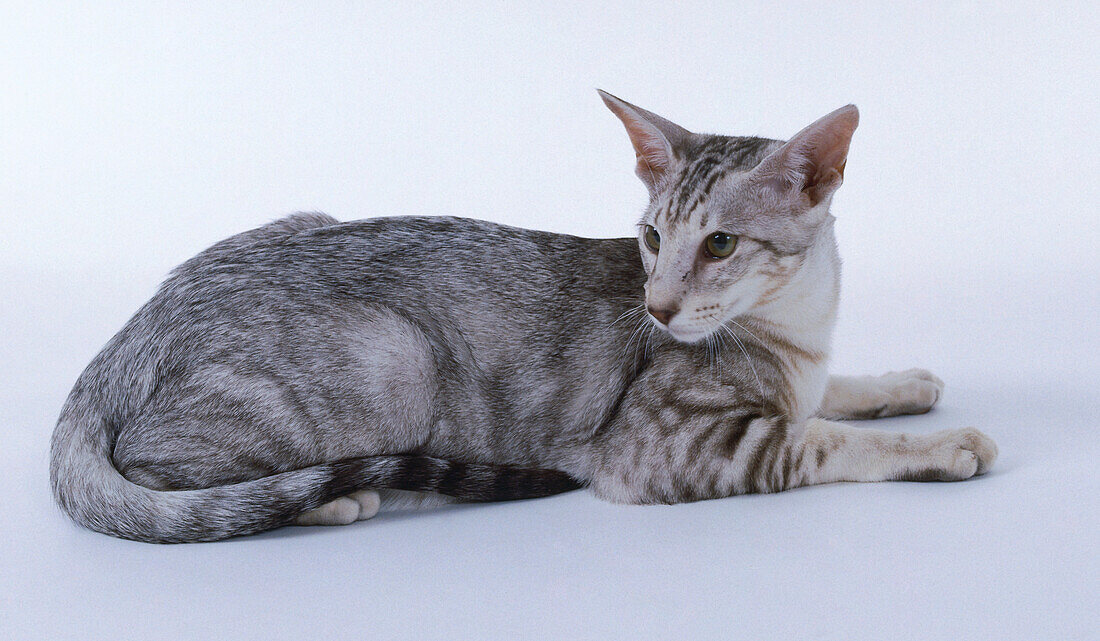 Chocolate silver classic tabby oriental shorthair cat