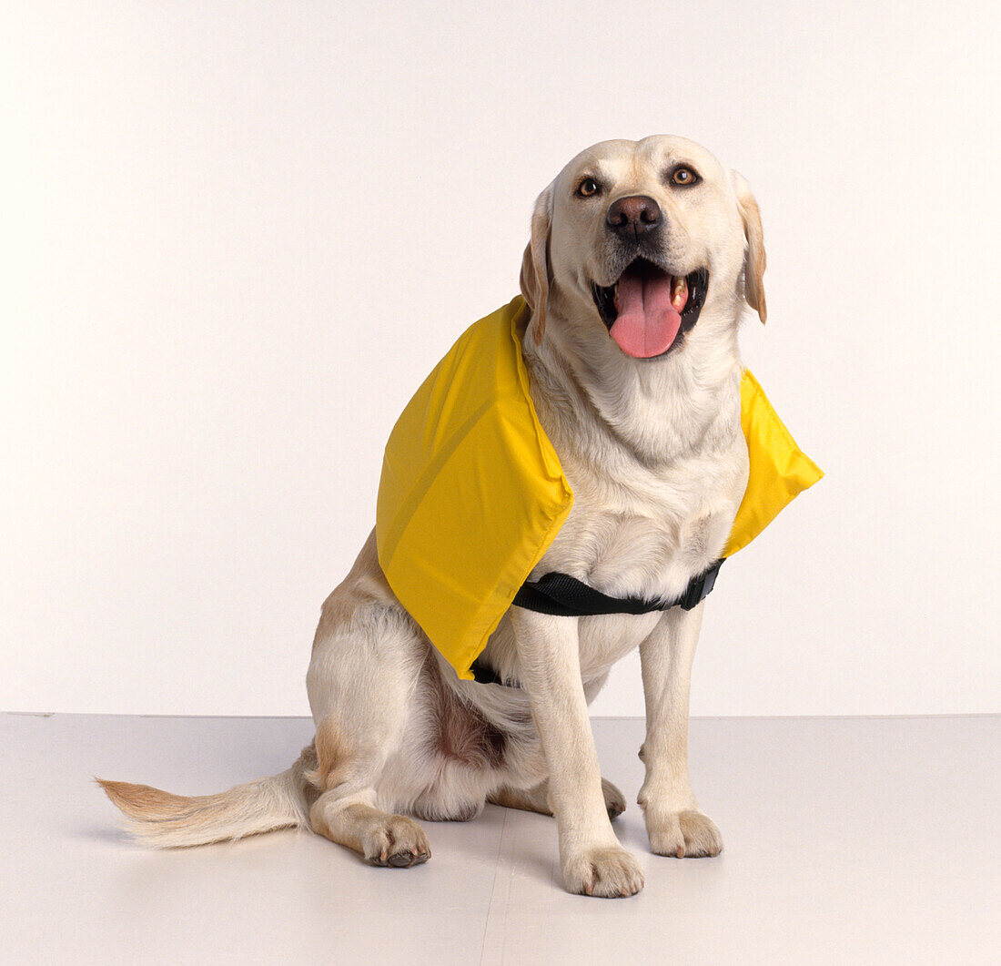 Dog with yellow dog life jacket strapped around its body
