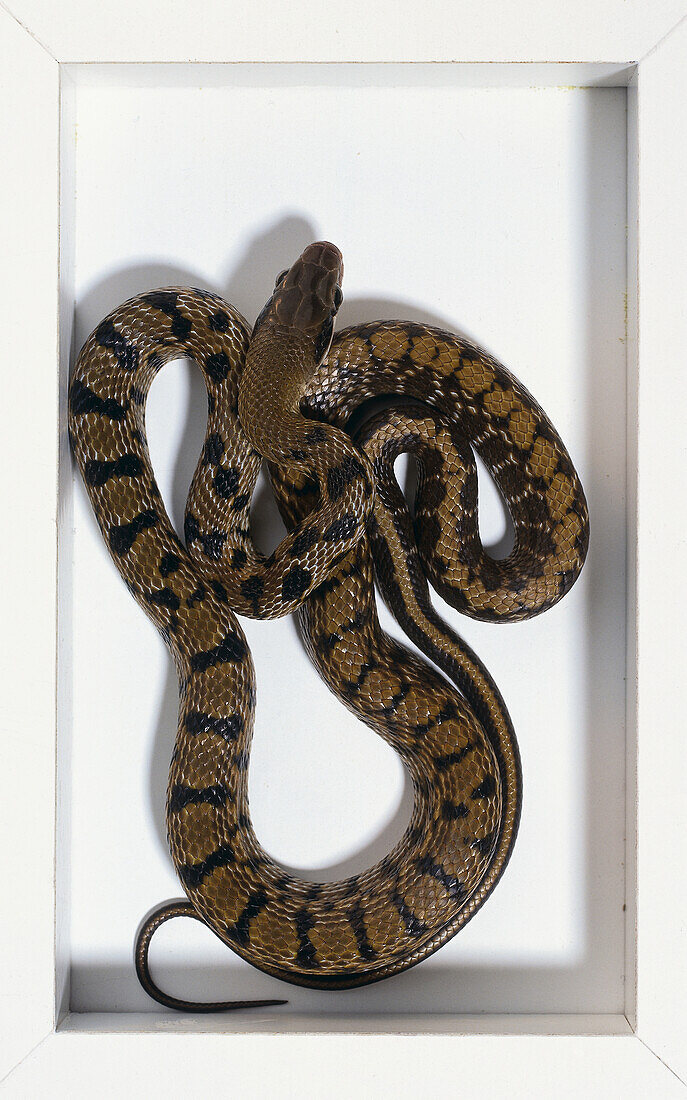 Brown snake with black marking