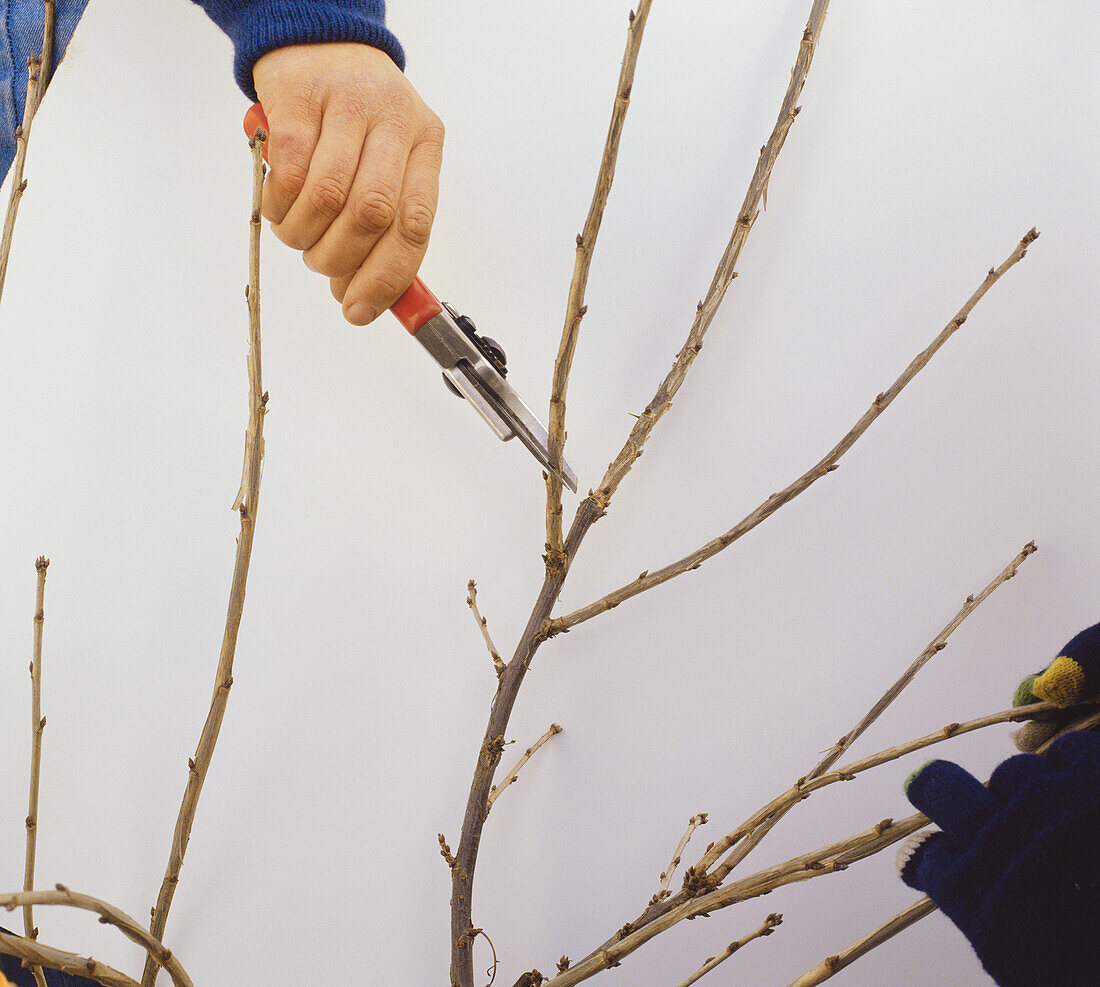 Person using secateurs to prune stem