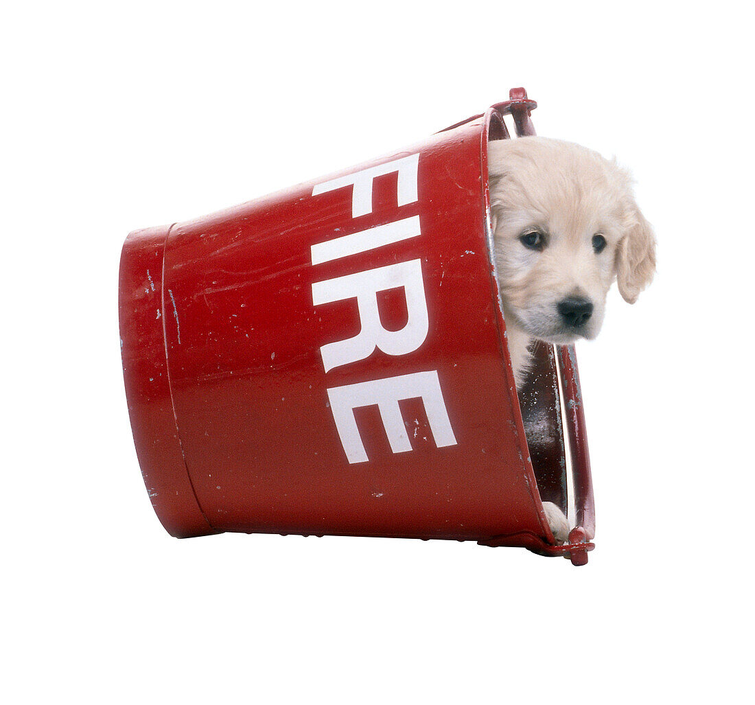 Puppy in fire bucket