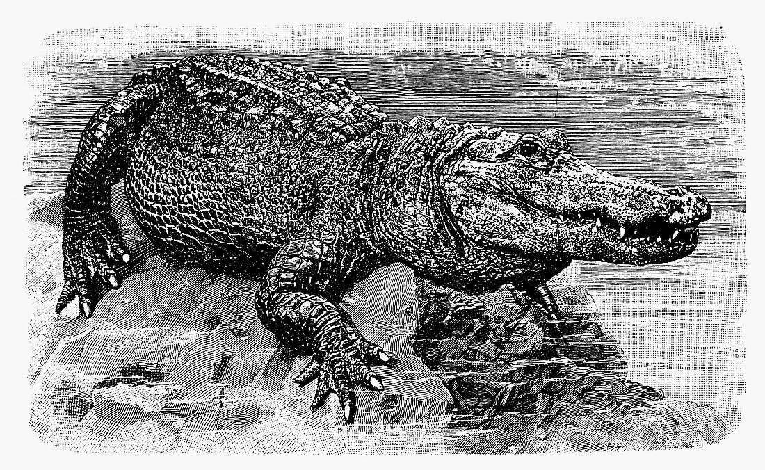 Crocodile, illustration, illustration