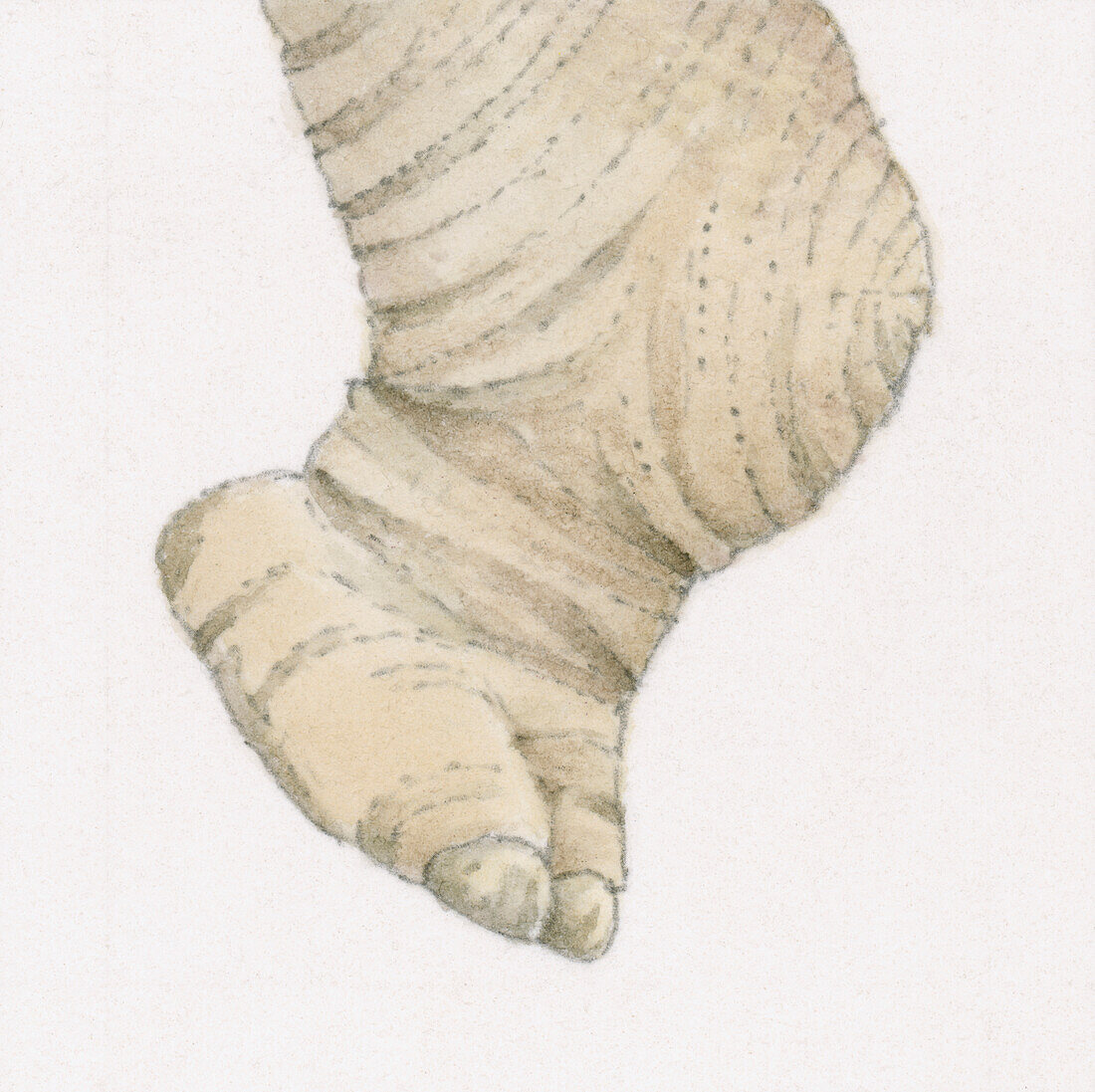 Elephant's foot, illustration