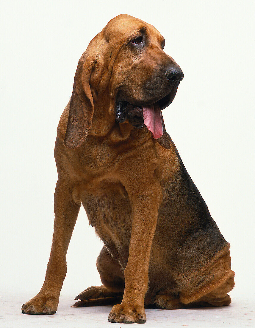 Bloodhound sitting down