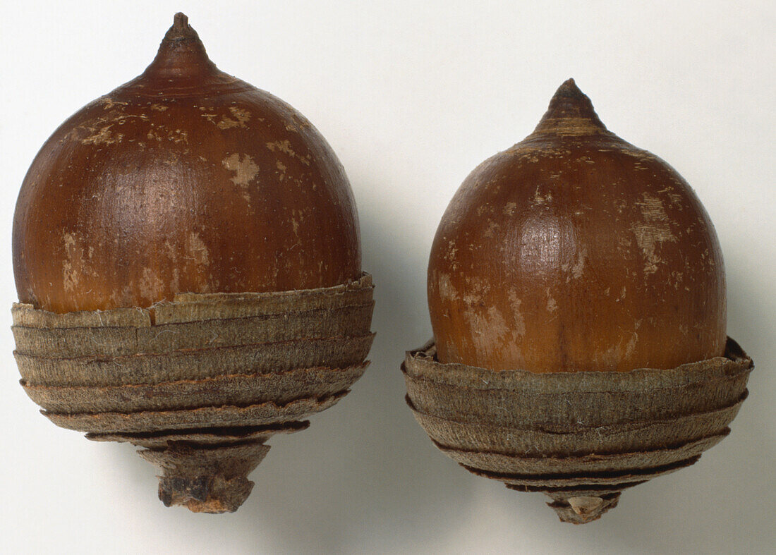 Ringed acorn cups