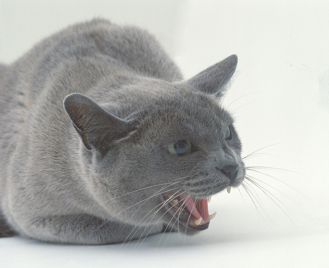 Grey cat with mouth open wide