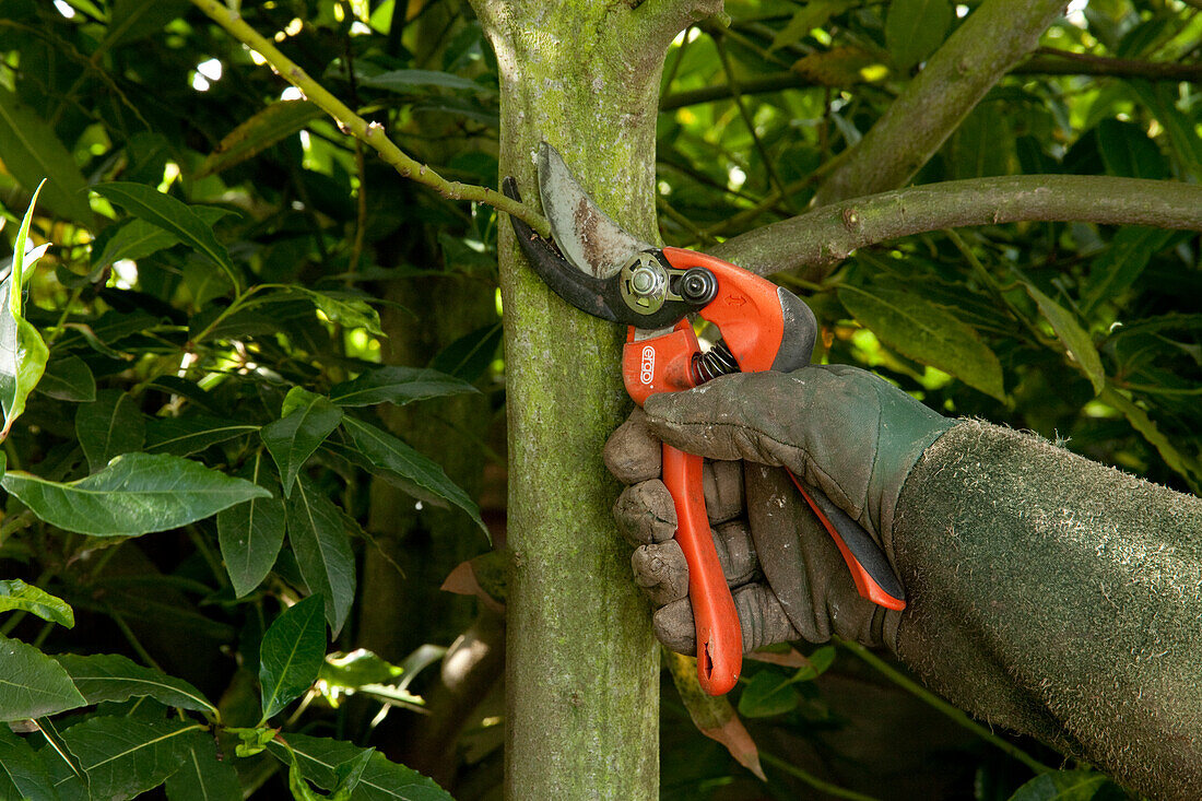 Removing weak shoots from the main stem of a large bay tree