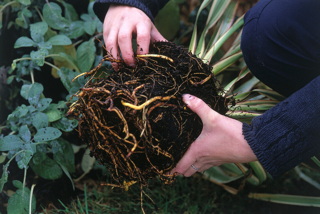 Holding the roots of a plant removed from a pot