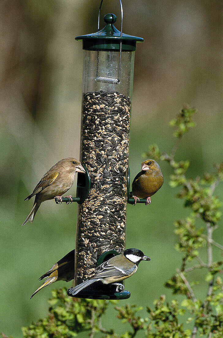 Greenfinch and great tit clinging to feeder