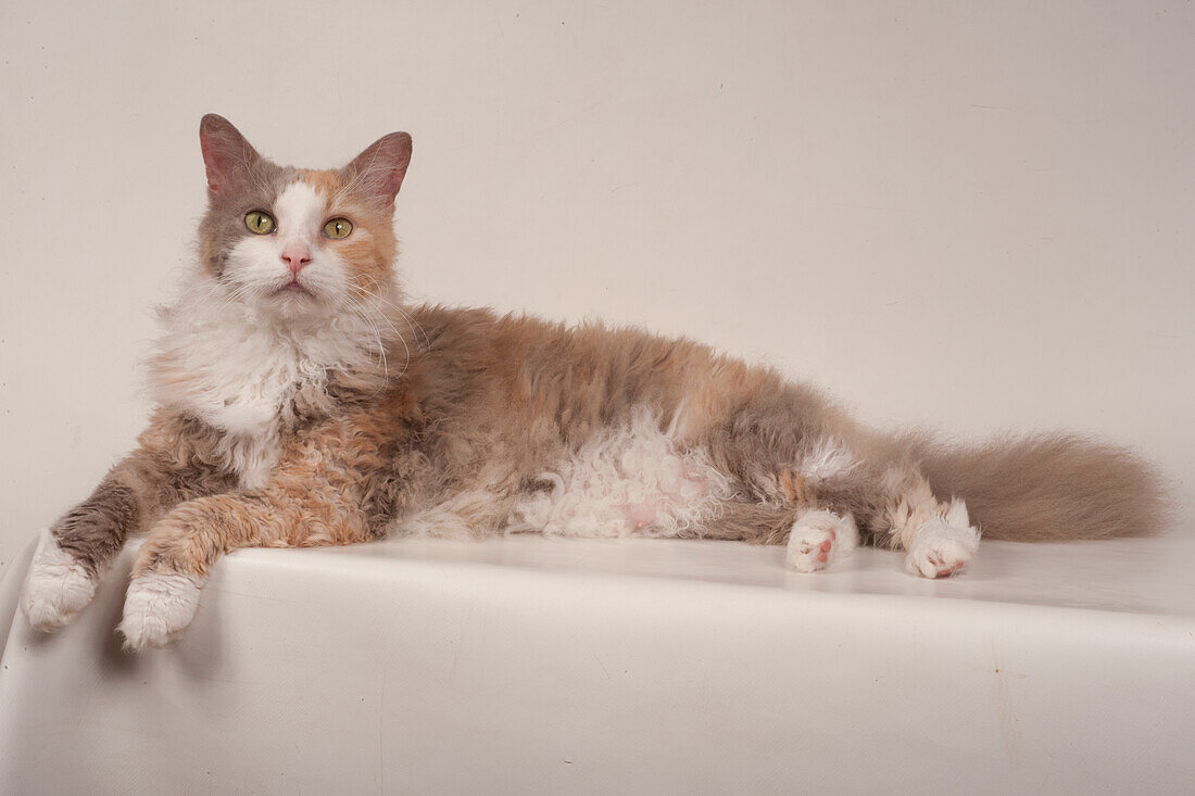 LaPerm longhair cat