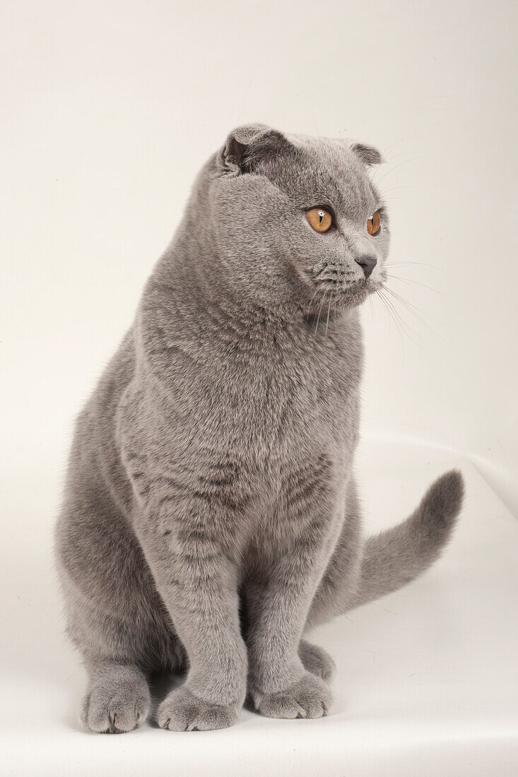 Adult male blue Scottish fold cat with golden eyes