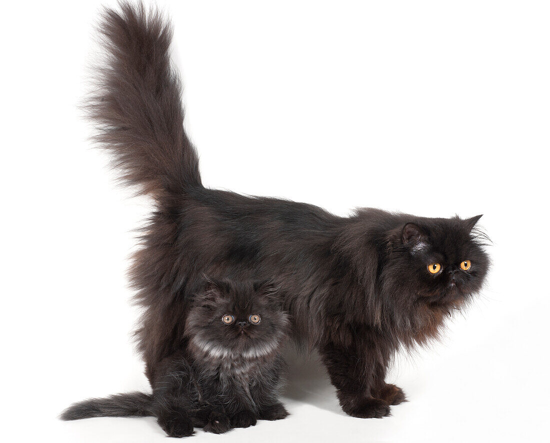 Black smoke Persian cat standing with kitten