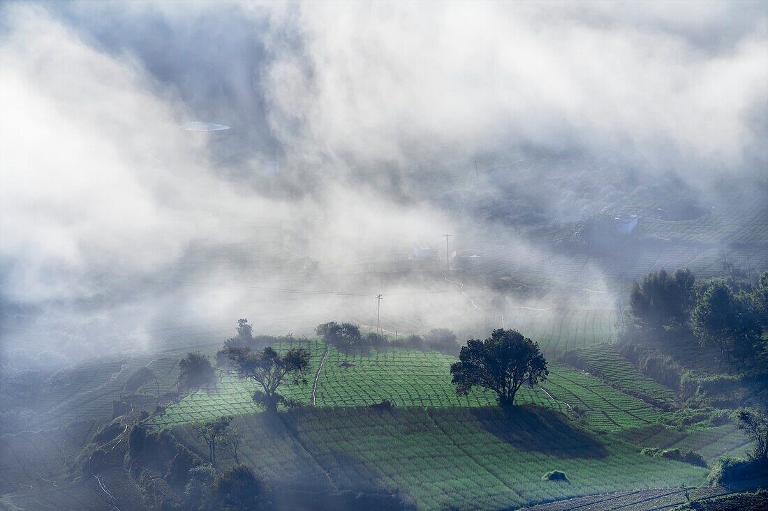 Mist over a tea estate, India