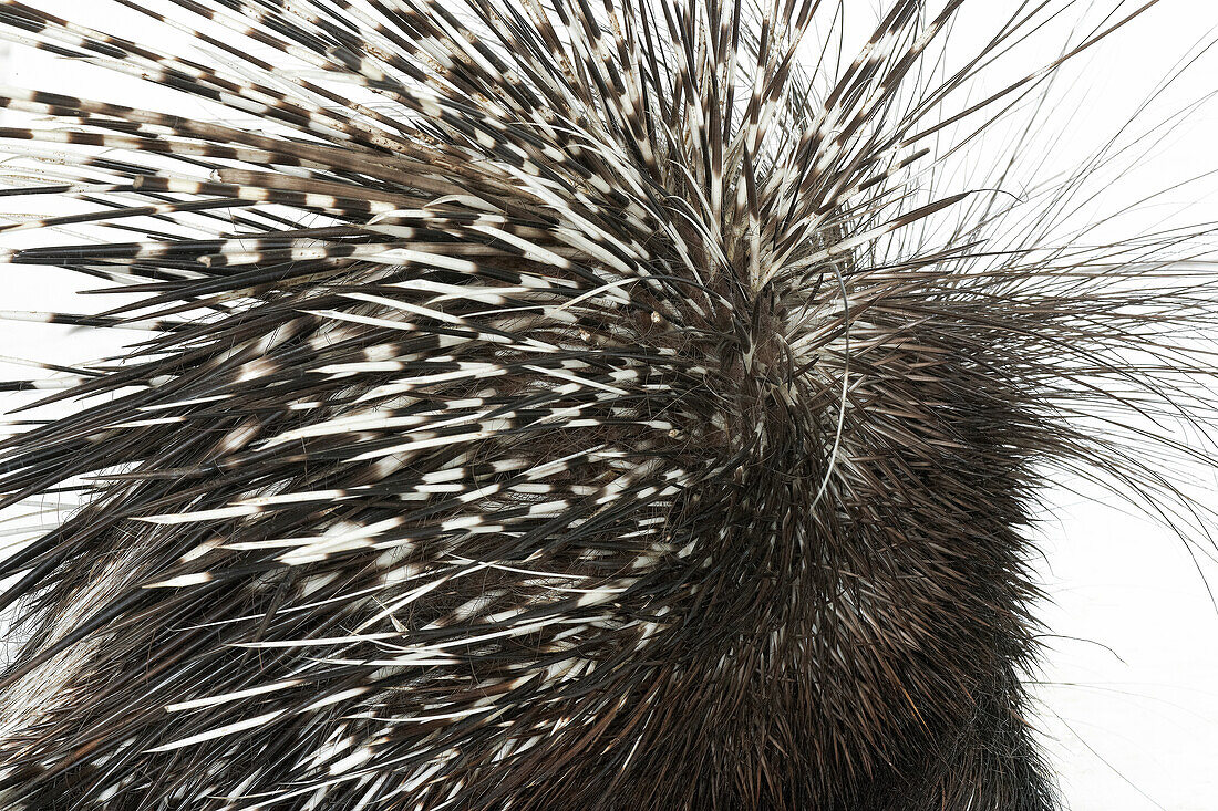 Porcupine