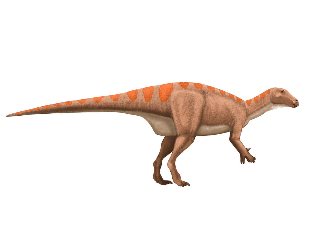 Mantellisaurus dinosaur, illustration