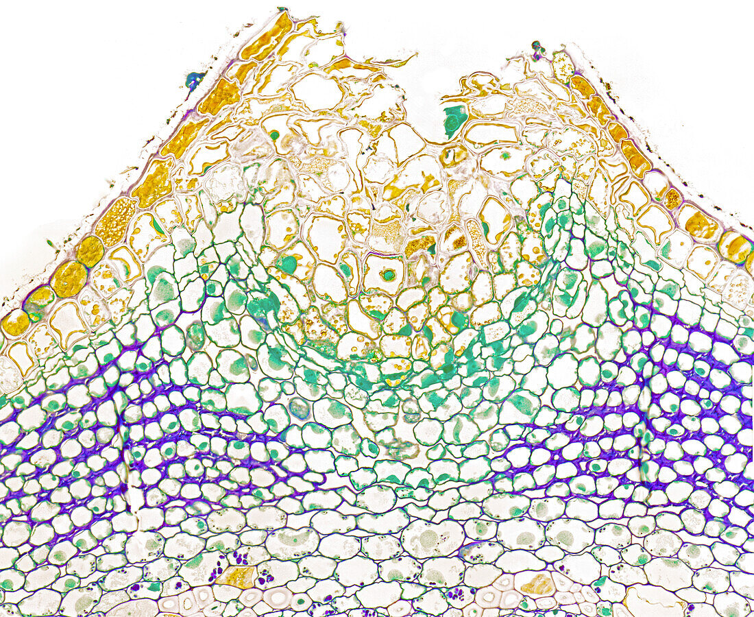 Lenticel, tilia stem, light micrograph
