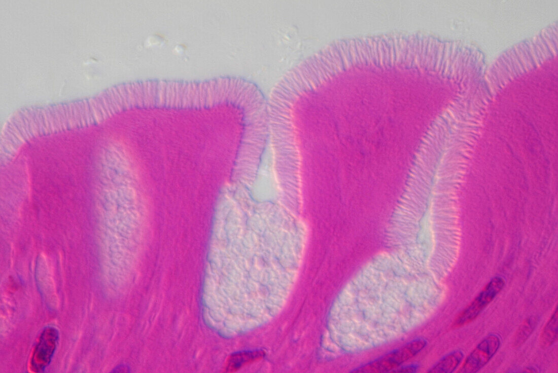 Microvilli in monkey, light micrograph