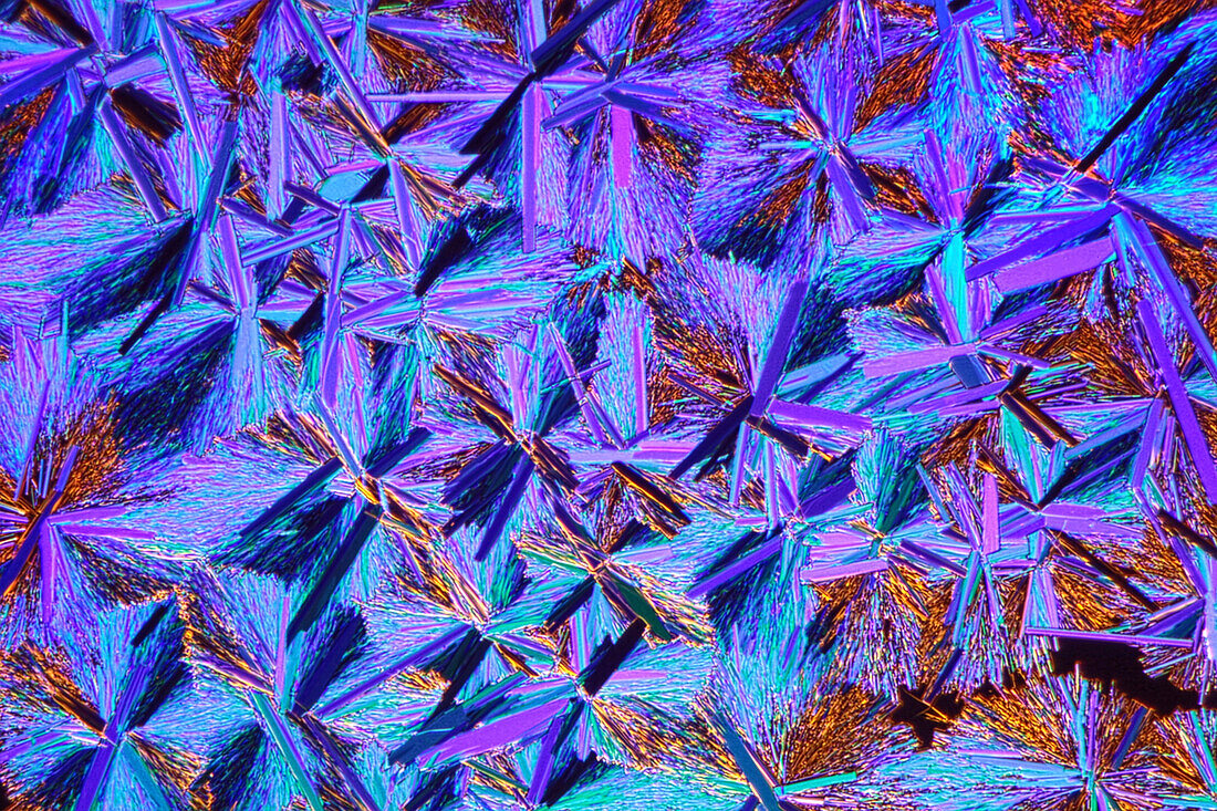 Picoilinic acid crystals, light micrograph